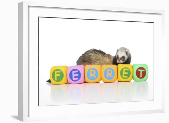 Ferrets 001-Andrea Mascitti-Framed Photographic Print