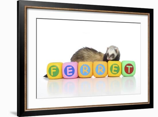 Ferrets 001-Andrea Mascitti-Framed Photographic Print