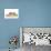 Ferrets 001-Andrea Mascitti-Photographic Print displayed on a wall