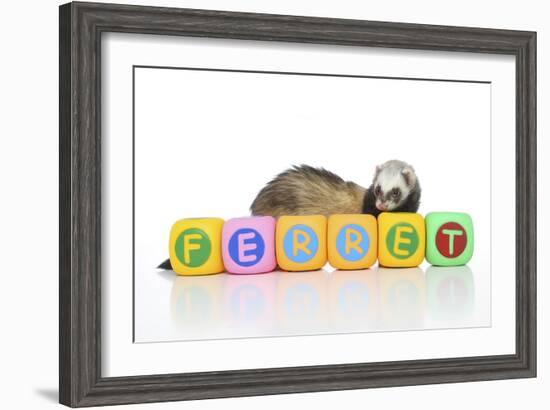 Ferrets 001-Andrea Mascitti-Framed Photographic Print