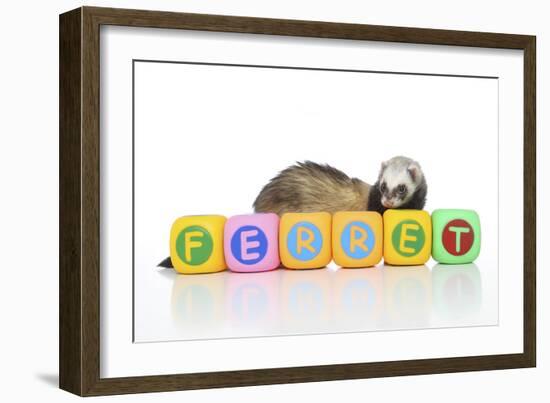 Ferrets 001-Andrea Mascitti-Framed Photographic Print