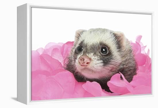 Ferrets 002-Andrea Mascitti-Framed Premier Image Canvas