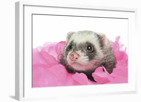 Ferrets 002-Andrea Mascitti-Framed Photographic Print