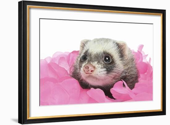 Ferrets 002-Andrea Mascitti-Framed Photographic Print