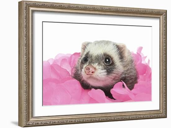 Ferrets 002-Andrea Mascitti-Framed Photographic Print