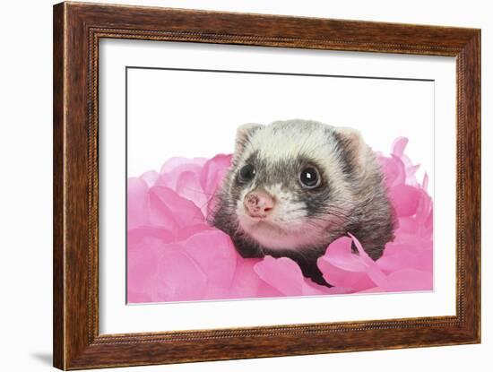 Ferrets 002-Andrea Mascitti-Framed Photographic Print