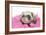 Ferrets 002-Andrea Mascitti-Framed Photographic Print