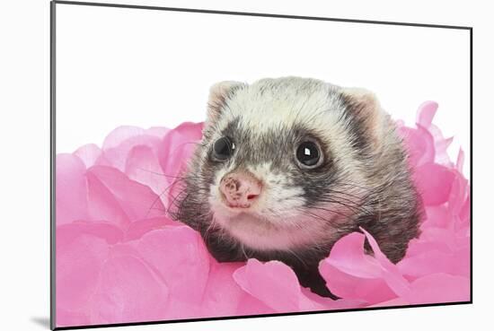 Ferrets 002-Andrea Mascitti-Mounted Photographic Print