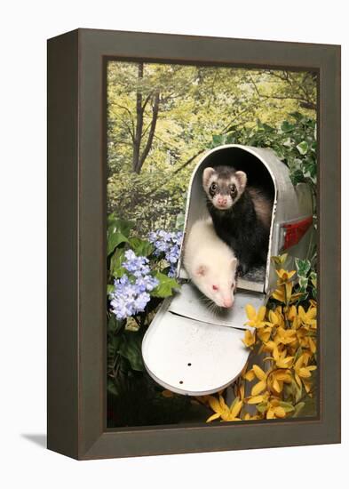 Ferrets In A Mailbox-Blueiris-Framed Premier Image Canvas