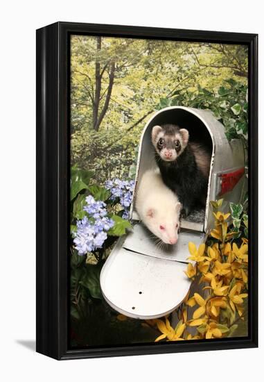Ferrets In A Mailbox-Blueiris-Framed Premier Image Canvas
