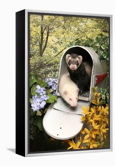 Ferrets In A Mailbox-Blueiris-Framed Premier Image Canvas