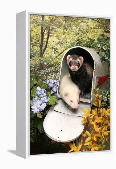 Ferrets In A Mailbox-Blueiris-Framed Premier Image Canvas