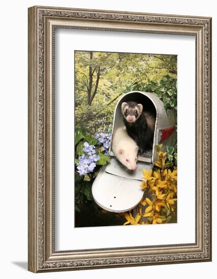 Ferrets In A Mailbox-Blueiris-Framed Photographic Print