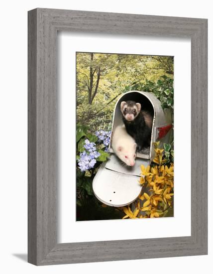 Ferrets In A Mailbox-Blueiris-Framed Photographic Print