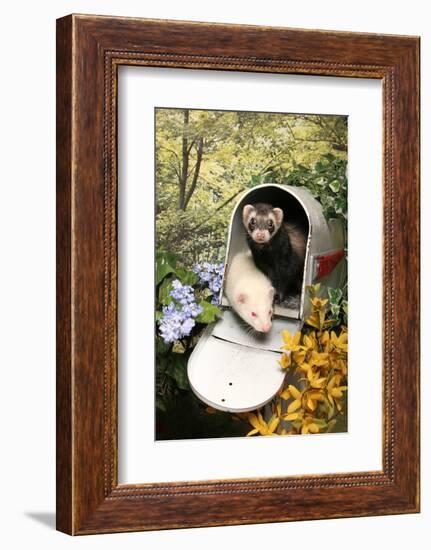 Ferrets In A Mailbox-Blueiris-Framed Photographic Print