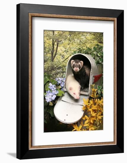 Ferrets In A Mailbox-Blueiris-Framed Photographic Print