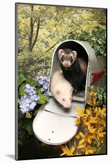 Ferrets In A Mailbox-Blueiris-Mounted Photographic Print