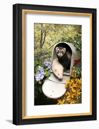 Ferrets In A Mailbox-Blueiris-Framed Photographic Print