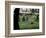 Ferris Perennial Garden, Spokane, Washington, USA-null-Framed Photographic Print