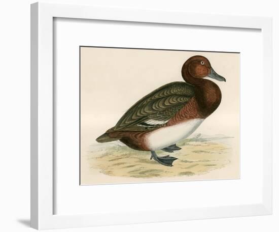 Ferruginous Duck-Beverley R. Morris-Framed Giclee Print