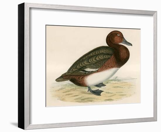 Ferruginous Duck-Beverley R. Morris-Framed Giclee Print