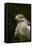 Ferruginous Hawk, United Kingdom, Europe-Janette Hill-Framed Premier Image Canvas