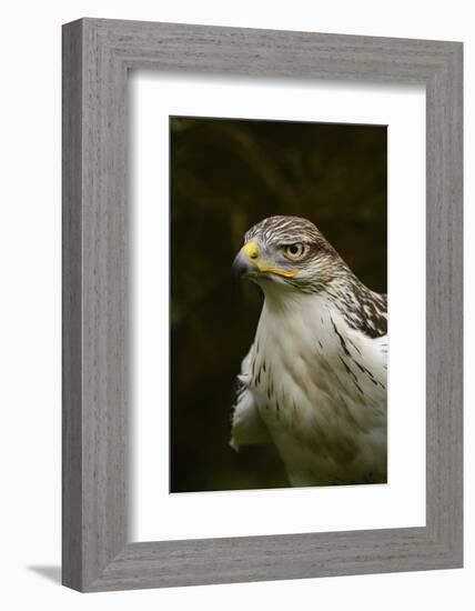 Ferruginous Hawk, United Kingdom, Europe-Janette Hill-Framed Photographic Print