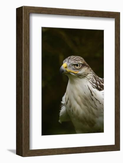 Ferruginous Hawk, United Kingdom, Europe-Janette Hill-Framed Photographic Print