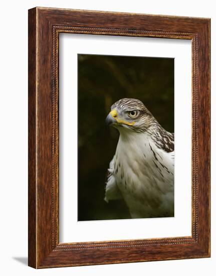 Ferruginous Hawk, United Kingdom, Europe-Janette Hill-Framed Photographic Print