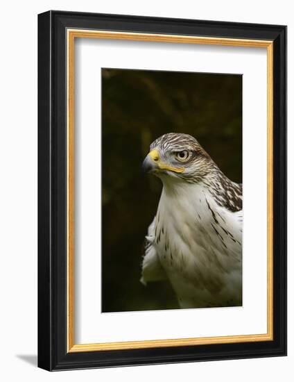 Ferruginous Hawk, United Kingdom, Europe-Janette Hill-Framed Photographic Print