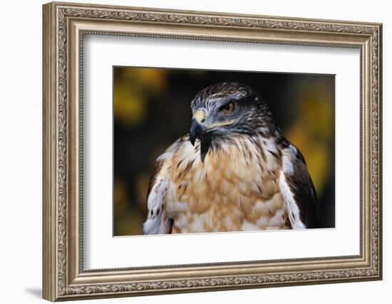 Ferruginous Hawk-W. Perry Conway-Framed Photographic Print