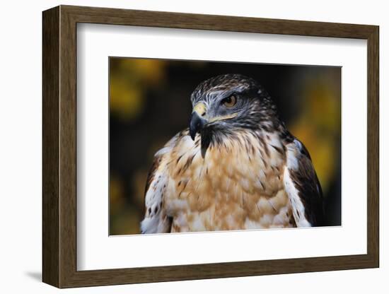 Ferruginous Hawk-W. Perry Conway-Framed Photographic Print