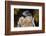 Ferruginous Hawk-W. Perry Conway-Framed Photographic Print