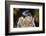 Ferruginous Hawk-W. Perry Conway-Framed Photographic Print