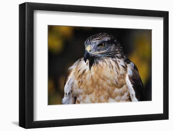 Ferruginous Hawk-W. Perry Conway-Framed Photographic Print