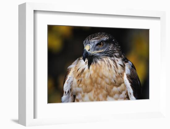 Ferruginous Hawk-W. Perry Conway-Framed Photographic Print