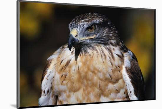 Ferruginous Hawk-W. Perry Conway-Mounted Photographic Print