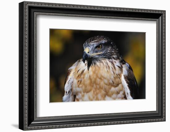 Ferruginous Hawk-W. Perry Conway-Framed Photographic Print