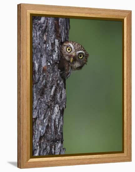 Ferruginous Pygmy Owl Adult Peering Out of Nest Hole, Rio Grande Valley, Texas, USA-Rolf Nussbaumer-Framed Premier Image Canvas