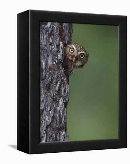 Ferruginous Pygmy Owl Adult Peering Out of Nest Hole, Rio Grande Valley, Texas, USA-Rolf Nussbaumer-Framed Premier Image Canvas