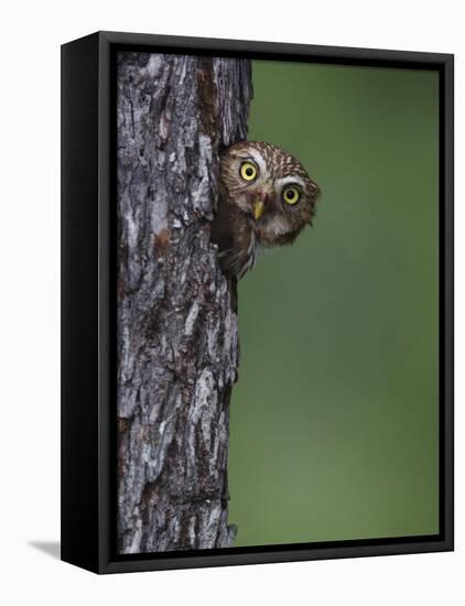 Ferruginous Pygmy Owl Adult Peering Out of Nest Hole, Rio Grande Valley, Texas, USA-Rolf Nussbaumer-Framed Premier Image Canvas