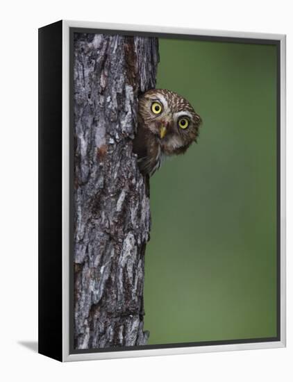 Ferruginous Pygmy Owl Adult Peering Out of Nest Hole, Rio Grande Valley, Texas, USA-Rolf Nussbaumer-Framed Premier Image Canvas