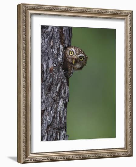 Ferruginous Pygmy Owl Adult Peering Out of Nest Hole, Rio Grande Valley, Texas, USA-Rolf Nussbaumer-Framed Photographic Print