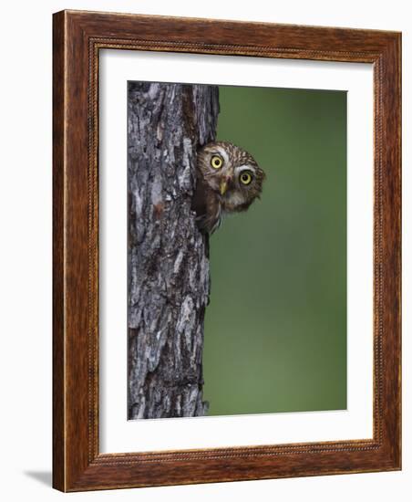 Ferruginous Pygmy Owl Adult Peering Out of Nest Hole, Rio Grande Valley, Texas, USA-Rolf Nussbaumer-Framed Photographic Print