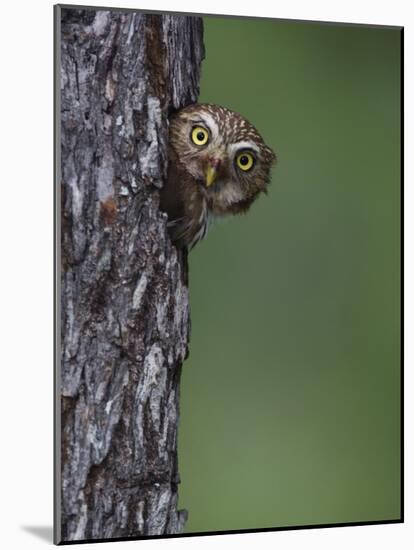 Ferruginous Pygmy Owl Adult Peering Out of Nest Hole, Rio Grande Valley, Texas, USA-Rolf Nussbaumer-Mounted Photographic Print