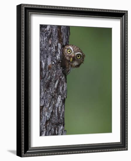 Ferruginous Pygmy Owl Adult Peering Out of Nest Hole, Rio Grande Valley, Texas, USA-Rolf Nussbaumer-Framed Photographic Print