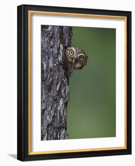 Ferruginous Pygmy Owl Adult Peering Out of Nest Hole, Rio Grande Valley, Texas, USA-Rolf Nussbaumer-Framed Photographic Print