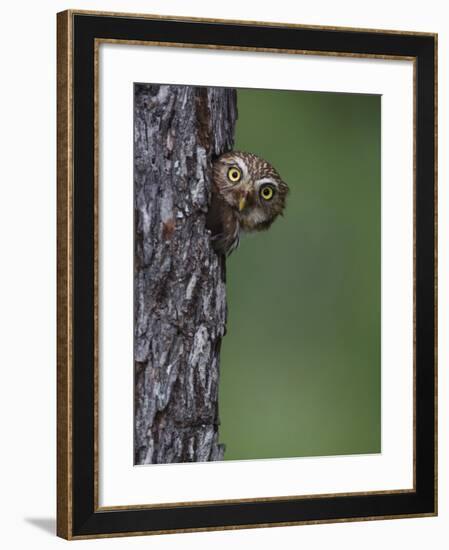 Ferruginous Pygmy Owl Adult Peering Out of Nest Hole, Rio Grande Valley, Texas, USA-Rolf Nussbaumer-Framed Photographic Print