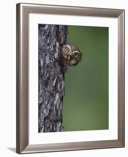 Ferruginous Pygmy Owl Adult Peering Out of Nest Hole, Rio Grande Valley, Texas, USA-Rolf Nussbaumer-Framed Photographic Print