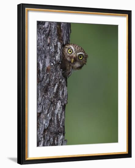 Ferruginous Pygmy Owl Adult Peering Out of Nest Hole, Rio Grande Valley, Texas, USA-Rolf Nussbaumer-Framed Photographic Print